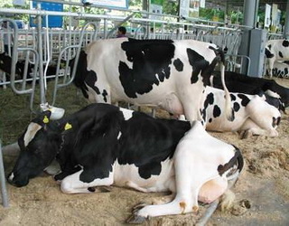 Ожиріння у корів найчастіше трапляється перед і під час запуску
